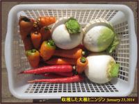 画像４（収穫した大根とニンジン）