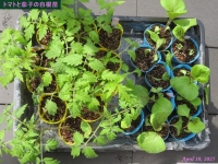 画像１０（自根苗）