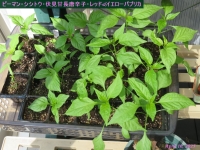 画像１２（ピーマンなど）
