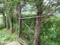 画像１３（ユキヤナギとイチイの木の刈り込み）