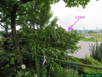 画像１４（フジザクラとハナミズキの剪定）