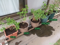 画像９（ハイビスカス・ランタナの植え替え）