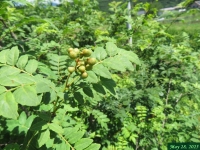 画像６（山椒の実）