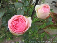 摜QisG[EhDET[j