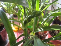 �摜�T�i�V���r�W�E���j