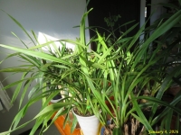 �摜�V�i�V���r�W�E���j